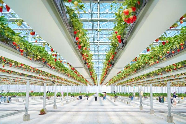 【千葉県内発】 春の風物詩!水戸偕楽園梅まつり ~TVで何度も紹介される話題の空中いちご園でいちご狩り食べ放題~1